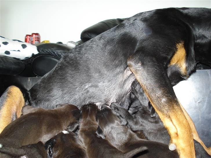 Blanding af racer Pepsi billede 7