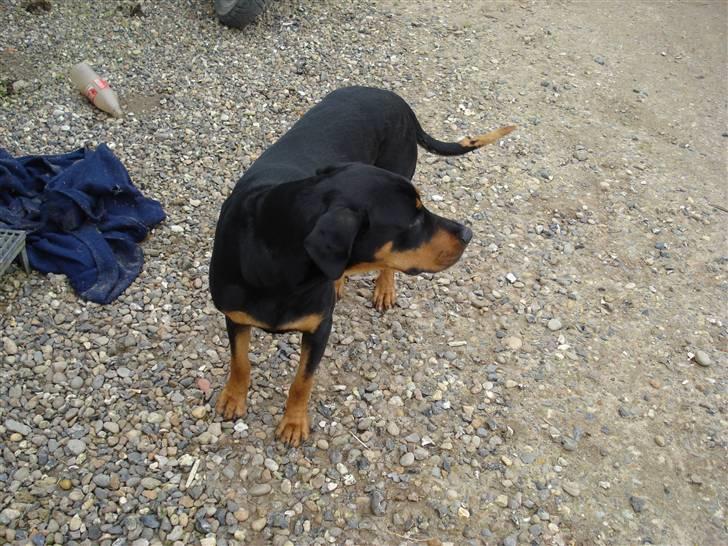 Blanding af racer Pepsi billede 8