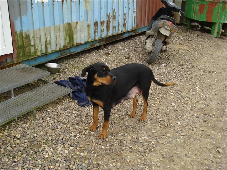 Blanding af racer Pepsi billede 9