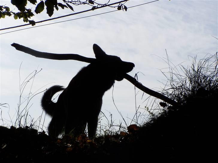 Blanding af racer Molly R.I.P<3 billede 13