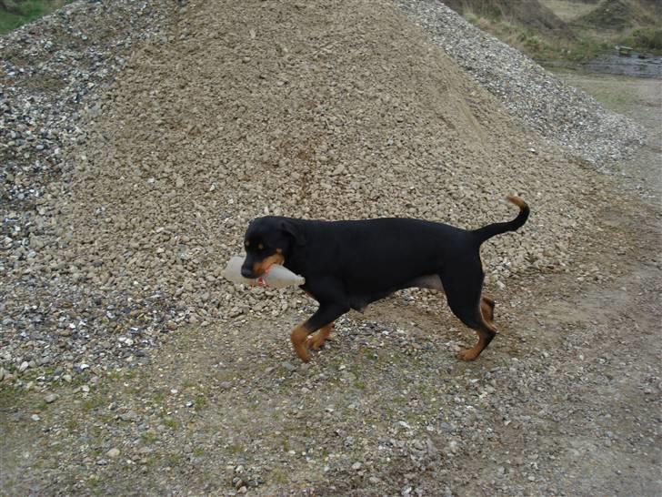 Blanding af racer Pepsi billede 10