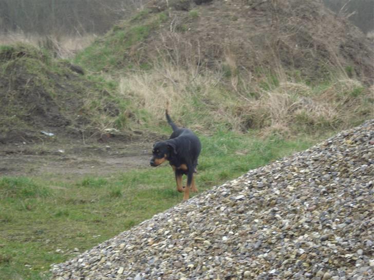 Blanding af racer Pepsi billede 11