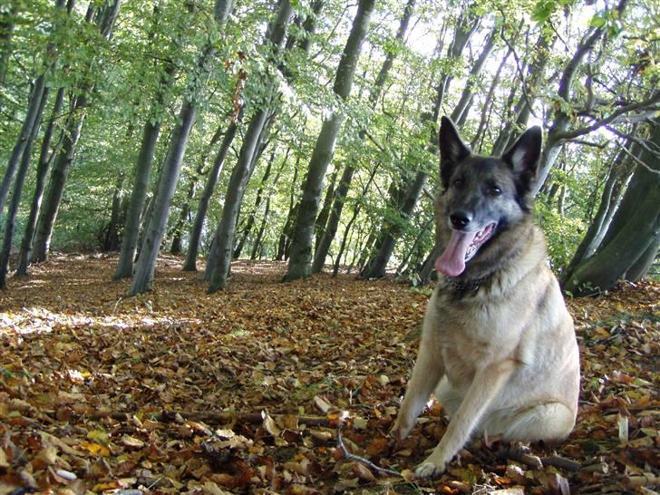 Blanding af racer Molly R.I.P<3 - HEEJ :D billede 14