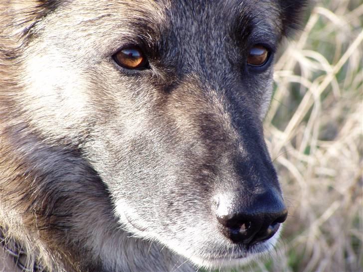 Blanding af racer Molly R.I.P<3 - Smukke molly<3 billede 15