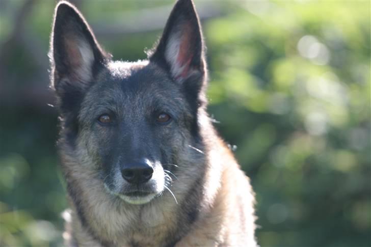 Blanding af racer Molly R.I.P<3 billede 16