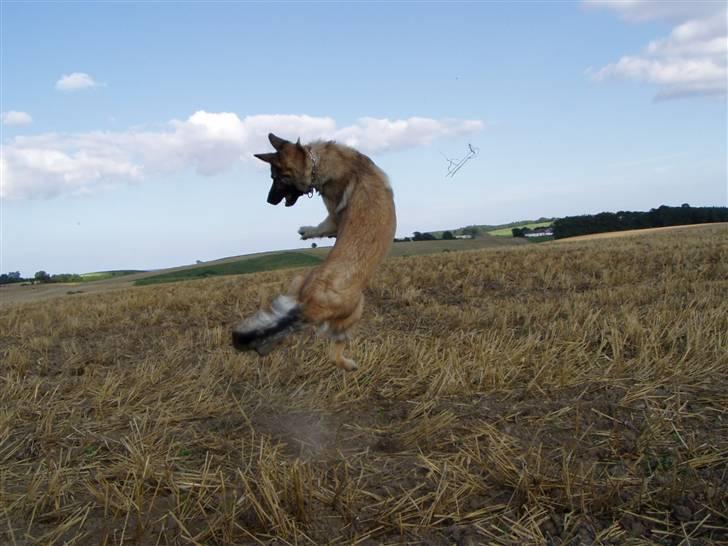 Blanding af racer Molly R.I.P<3 - Jeg kan flyve!!;) billede 17