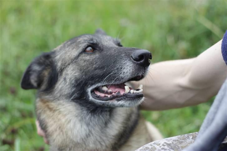 Blanding af racer Molly R.I.P<3 billede 18