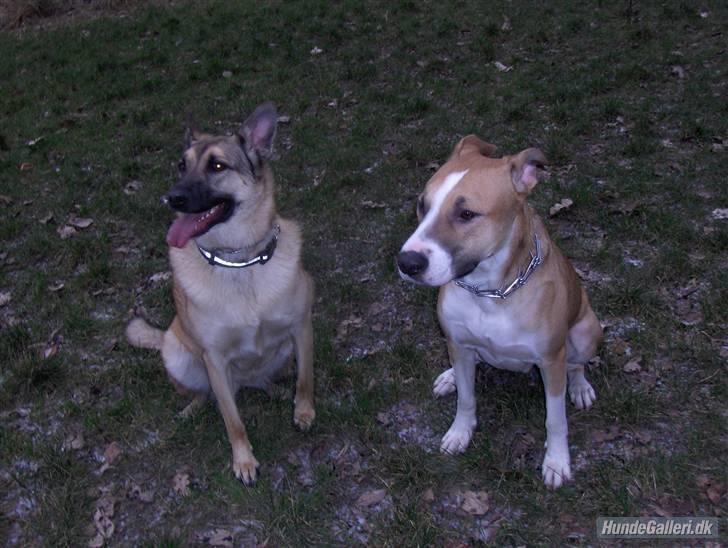 Blanding af racer Græsk gadehund, Ronja billede 13