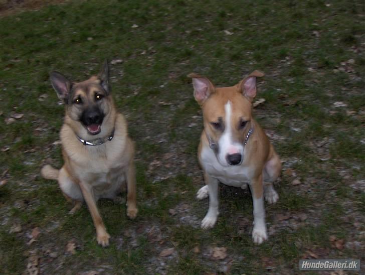 Blanding af racer Græsk gadehund, Ronja billede 14