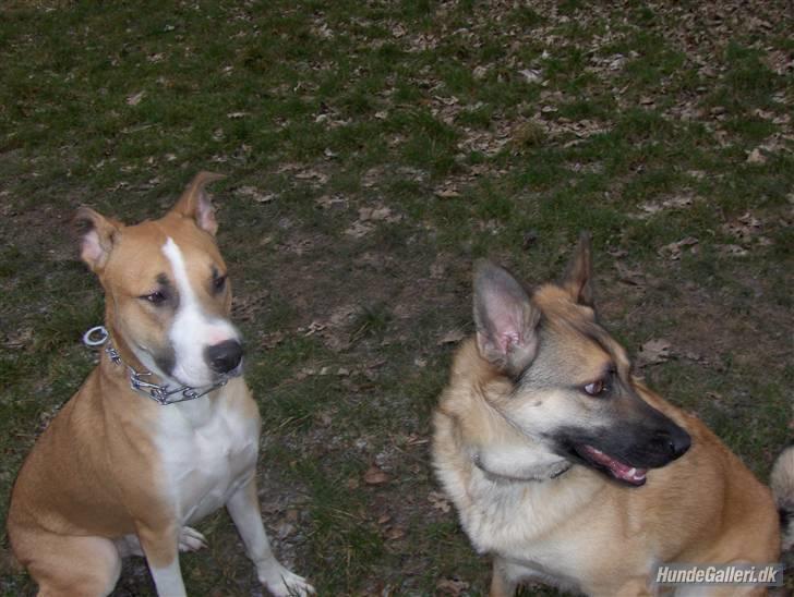 Blanding af racer Græsk gadehund, Ronja billede 15