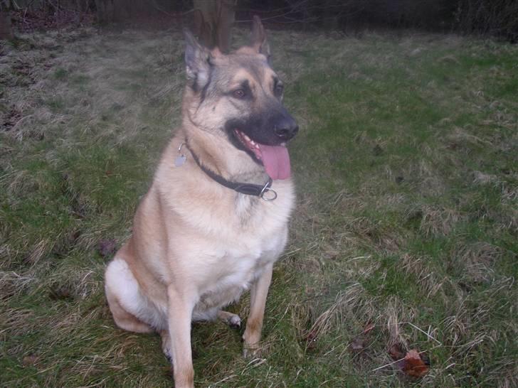 Blanding af racer Græsk gadehund, Ronja billede 16