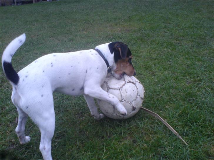 Jack russell terrier * Ida <'3 * - Nu ska´ du få ! billede 16