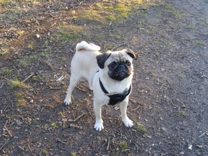 Mops ¤Luie¤ - så er jeg blevet 7 mdr. gammel og er endnu engang en i skoven:-) billede 20