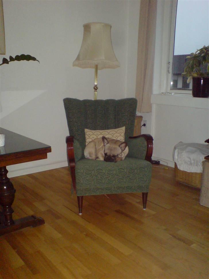 Fransk bulldog cendorria mozart. R.I.P billede 16