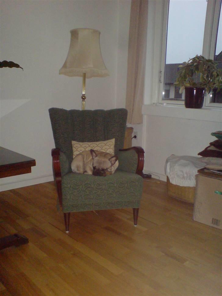 Fransk bulldog cendorria mozart. R.I.P billede 17