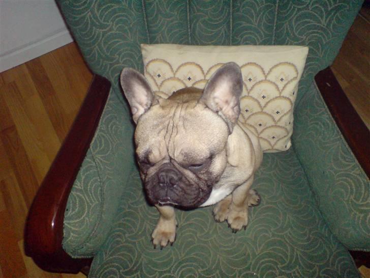 Fransk bulldog cendorria mozart. R.I.P - heey! sluk lige den blitz :D billede 18