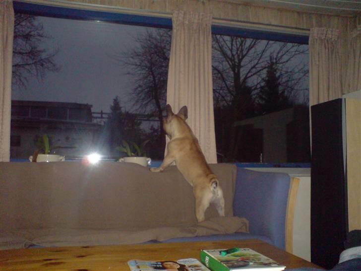 Fransk bulldog cendorria mozart. R.I.P billede 19