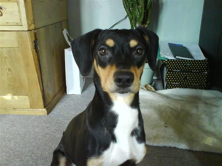 Blanding af racer Zika billede 1