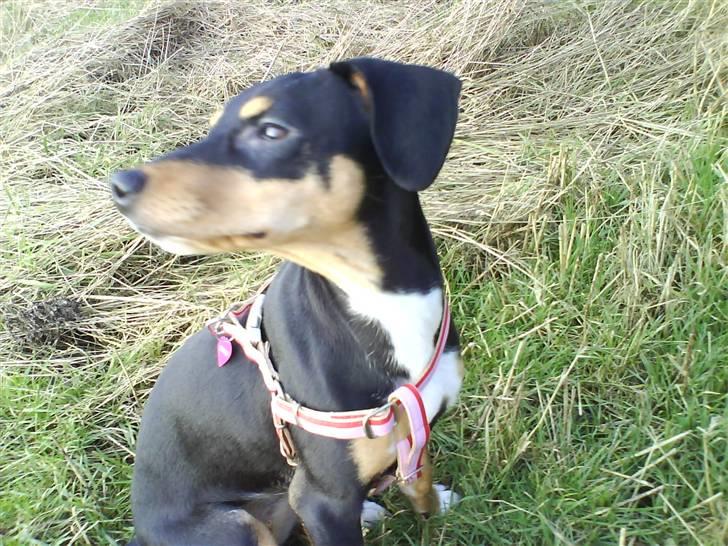 Blanding af racer Zika billede 2