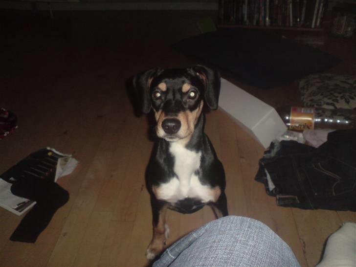 Blanding af racer Zika billede 3