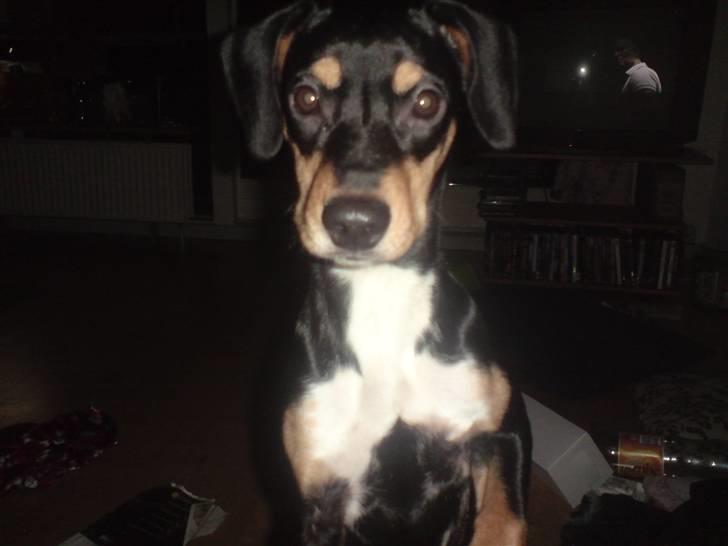 Blanding af racer Zika billede 4