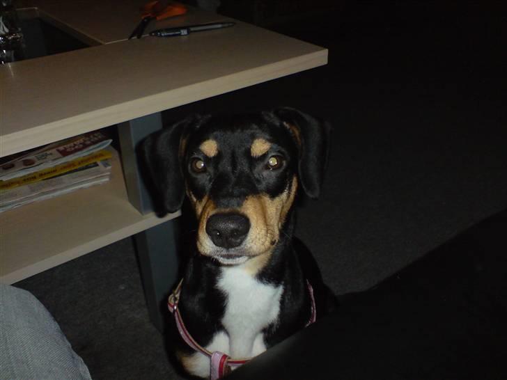 Blanding af racer Zika billede 5