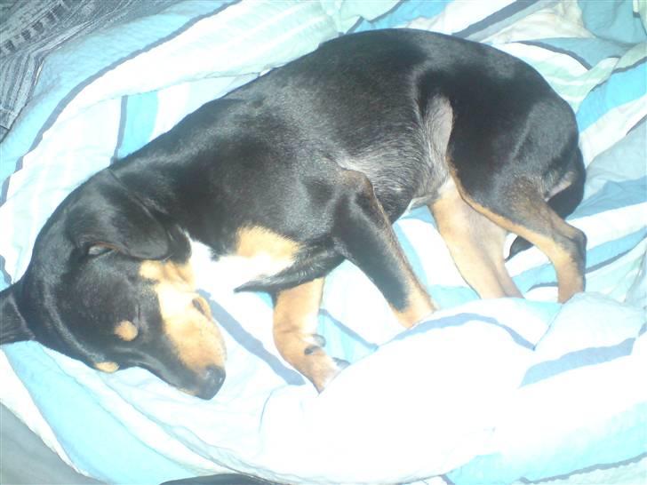 Blanding af racer Zika - putte hund billede 6