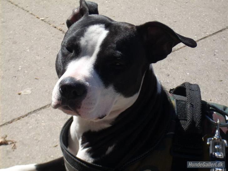 Amerikansk staffordshire terrier Teaka ** R I P ** - Et rigtig flot billede af mig, synes min mor.. billede 1