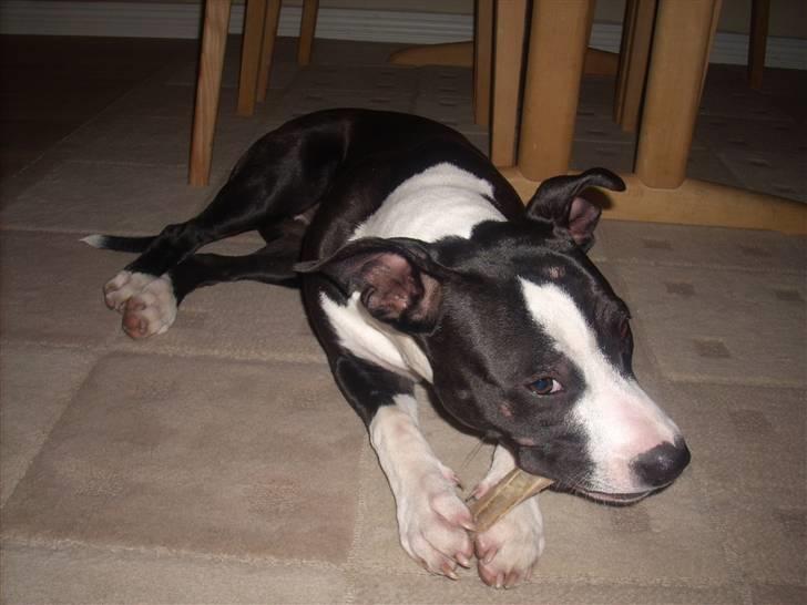 Amerikansk staffordshire terrier Teaka ** R I P ** - Ligger og tykker i et dejligt kødben som jeg har fået af min mor  billede 2