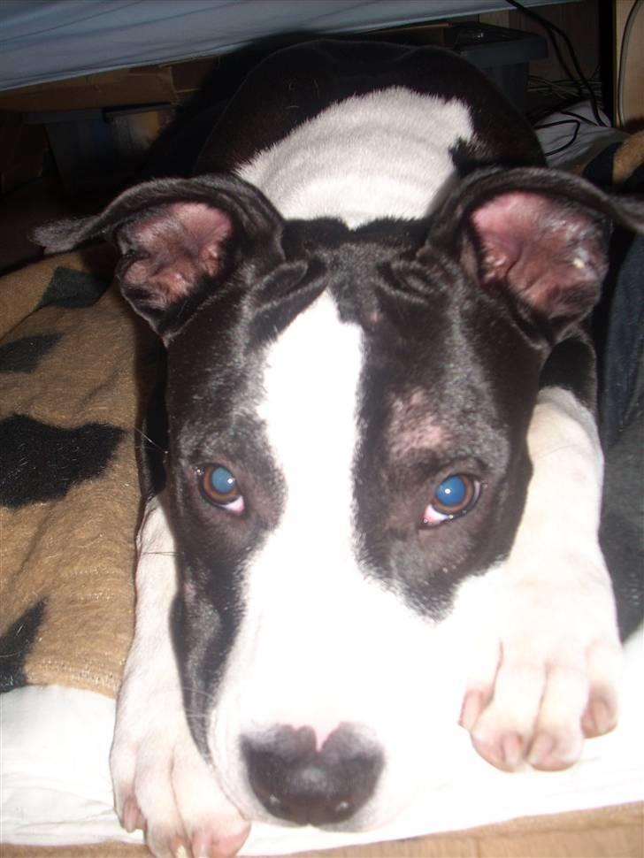 Amerikansk staffordshire terrier Teaka ** R I P ** - Puha hvor er jeg bare træt efter al den leg billede 3