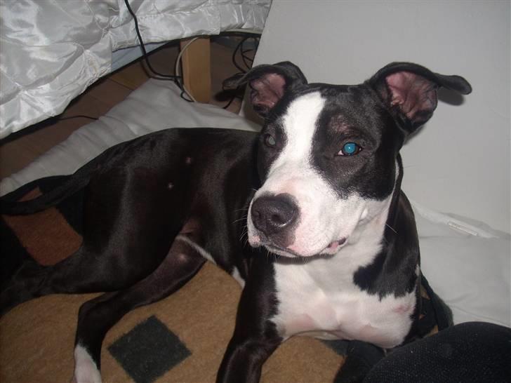 Amerikansk staffordshire terrier Teaka ** R I P ** - Min far siger jeg har smukke aftegninger :) billede 4