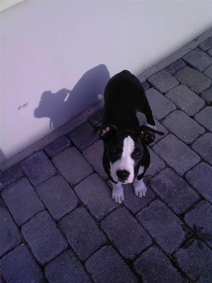 Amerikansk staffordshire terrier Teaka ** R I P ** - Jeg elsker faktisk at få taget billeder :) billede 5