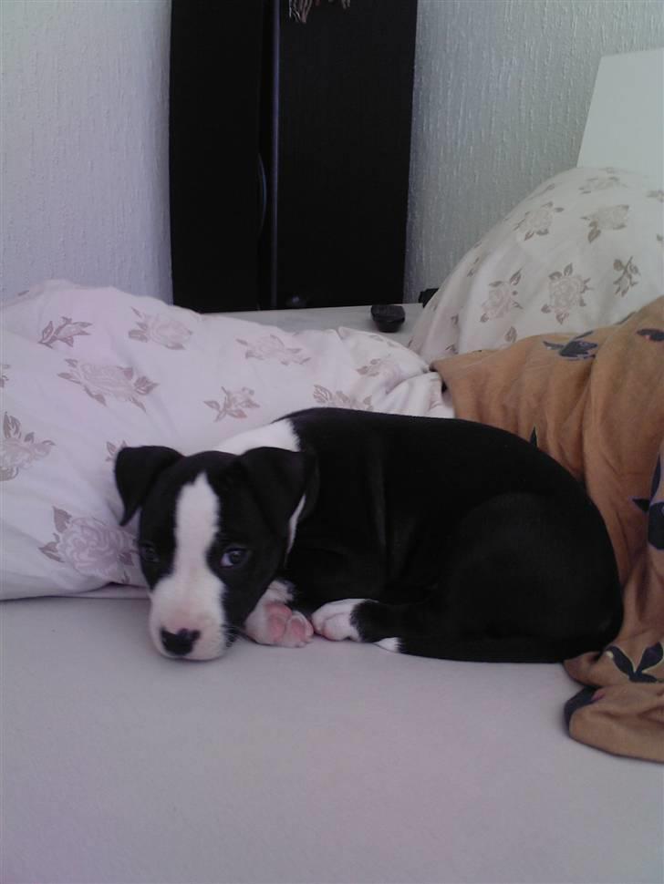 Amerikansk staffordshire terrier Teaka ** R I P ** - Igen lille mig, som er kommet hjem til min far første gang .. 5 uger :) billede 6