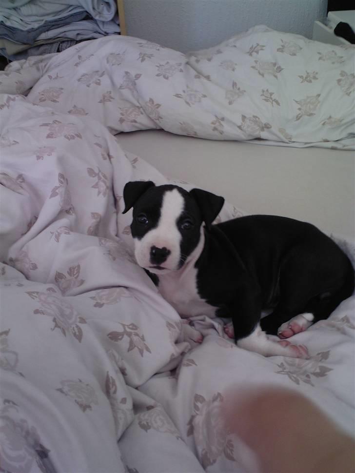 Amerikansk staffordshire terrier Teaka ** R I P ** - Der er dejlig varmt i den her seng .. Den har jeg os tisset i .. Ups ... I dit it again :) billede 7