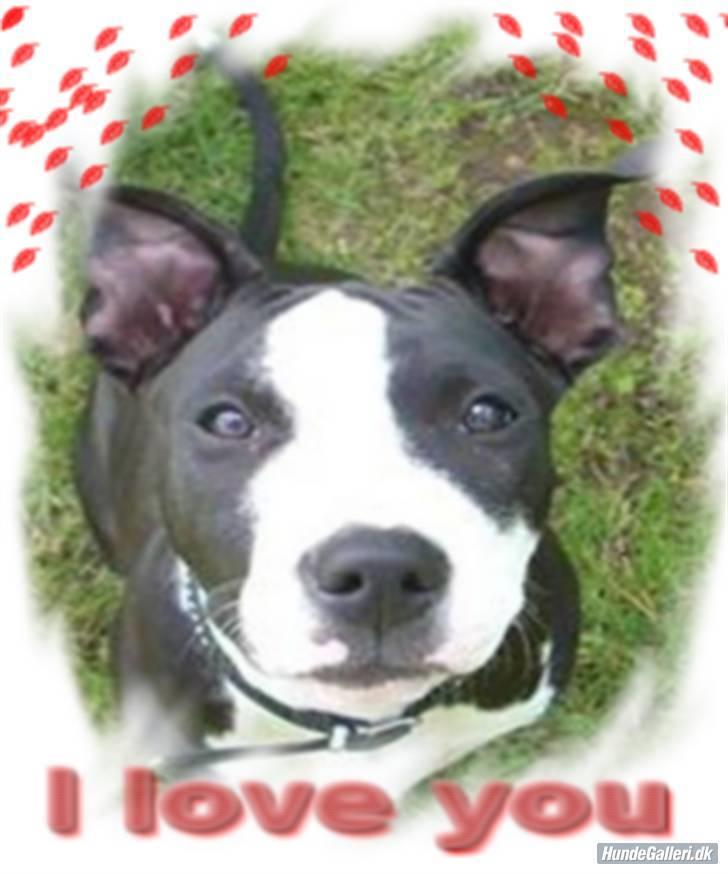 Amerikansk staffordshire terrier Teaka ** R I P ** - Ja, billeder siger sig selv "I LOVE YOU" <33 billede 8