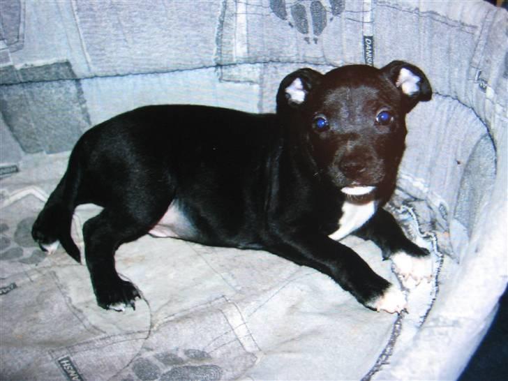 Staffordshire bull terrier rico billede 5