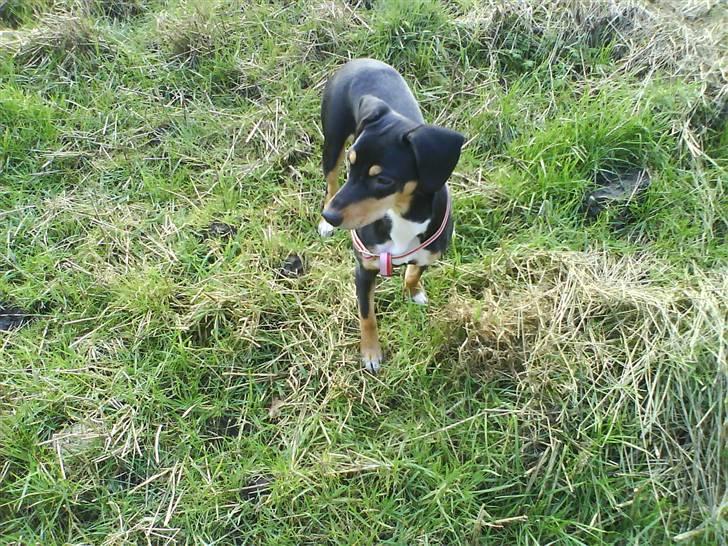 Blanding af racer Zika billede 7