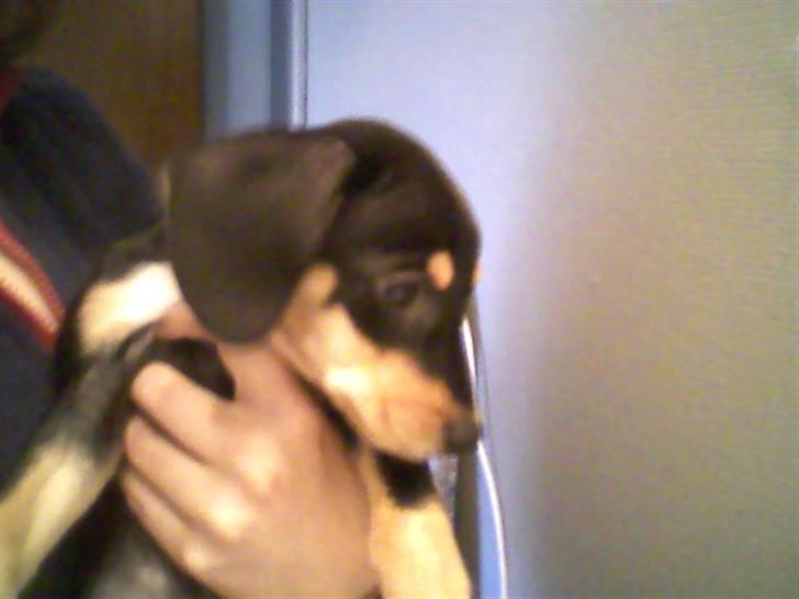 Blanding af racer Zika - zika som baby billede 8