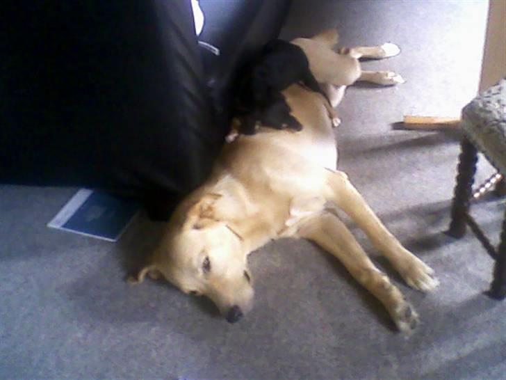 Blanding af racer Zika - zika sover oven på odin billede 9