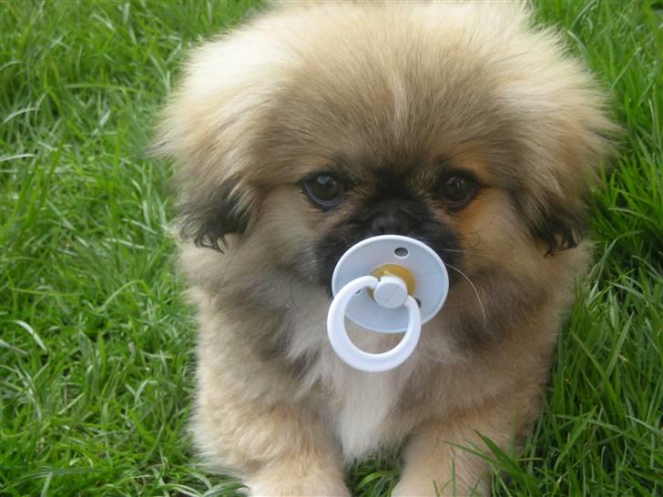 Pekingeser **Caiser** - Ved ikke helt hvad han tror han er :-P billede 1