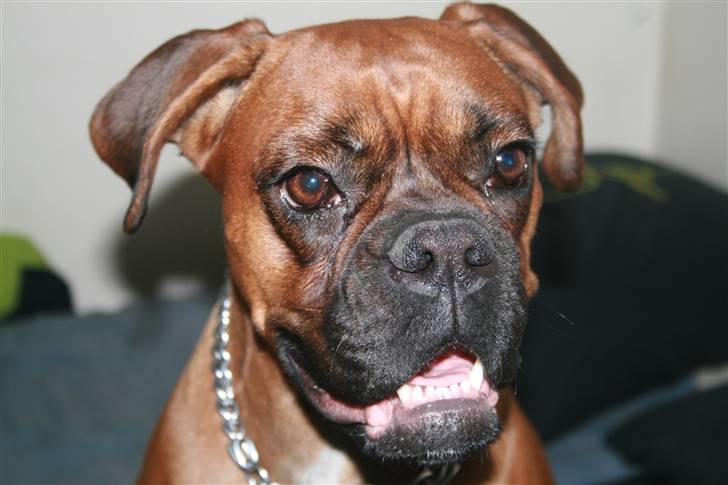 Boxer Zelda billede 12
