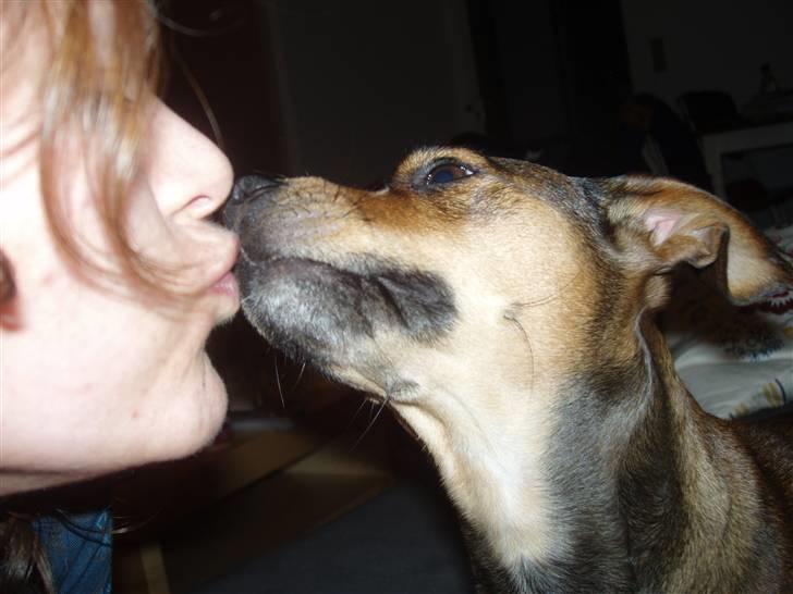 Blanding af racer  d/s gårdhund Tikka RIP - Ja ja, så får du et kys når du ber om det! billede 9