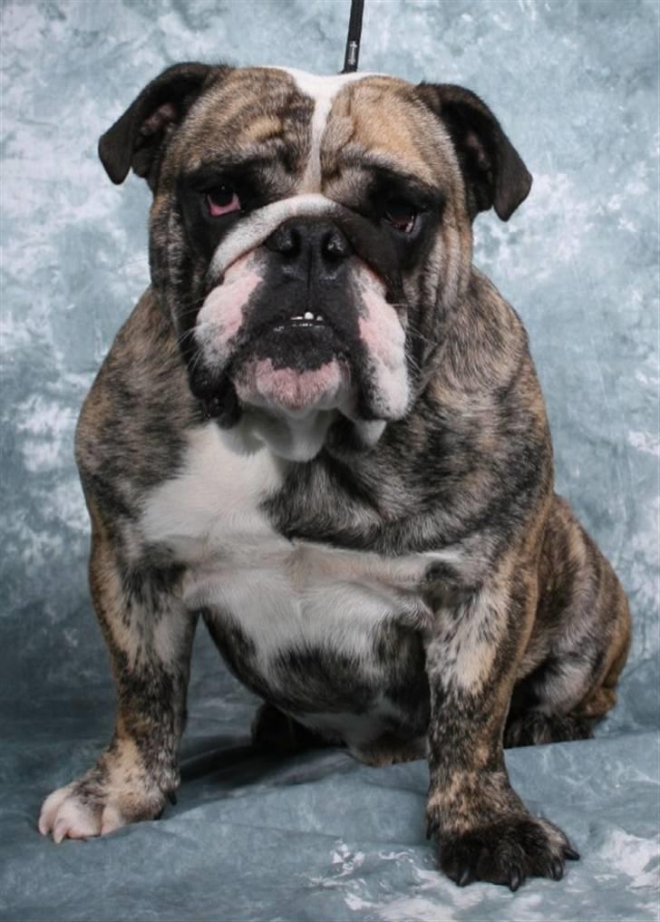 Engelsk bulldog DRACON - Dracon 16 mdr  billede 1