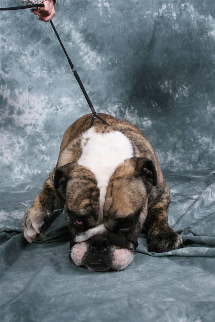 Engelsk bulldog DRACON - Dracon 16 mdr billede 2