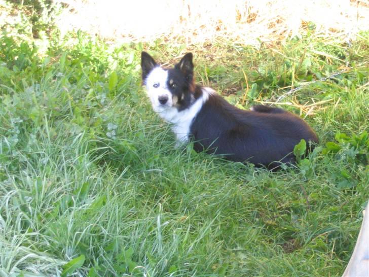 Border collie Taps - Det første billede der er taget af Taps den dag jeg fik hende billede 1