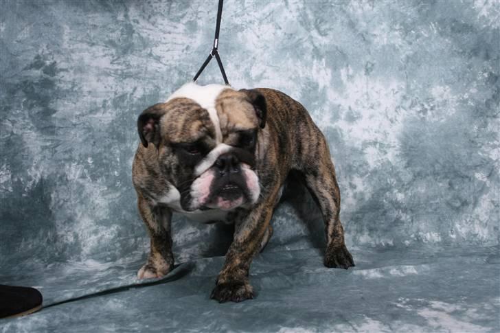 Engelsk bulldog DRACON - Dracon 16 mdr billede 3