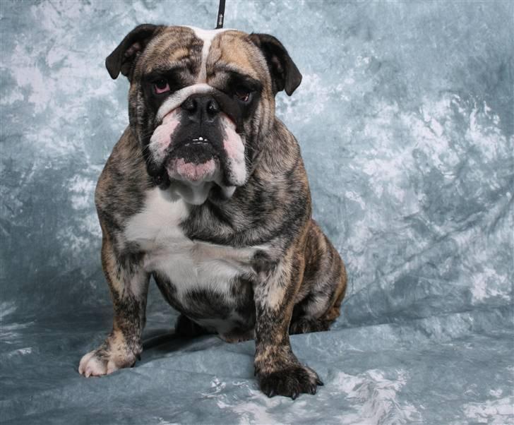 Engelsk bulldog DRACON - Dracon 16 mdr billede 4