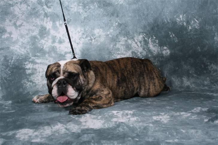 Engelsk bulldog DRACON - Dracon 16 mdr billede 5