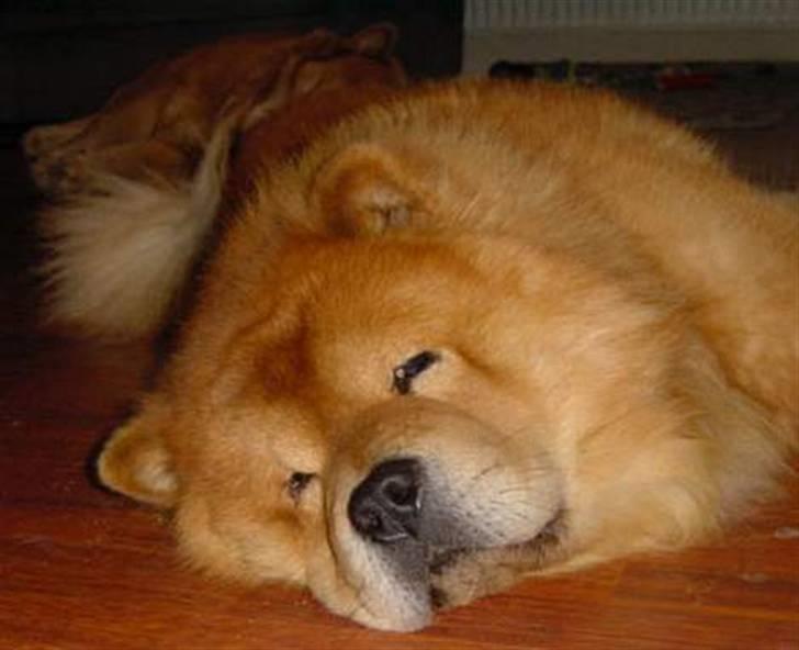 Chow chow Django - Tager lige en lille lur billede 1