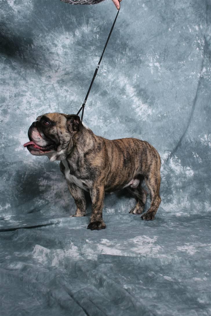 Engelsk bulldog DRACON - Dracon 16 mdr billede 6